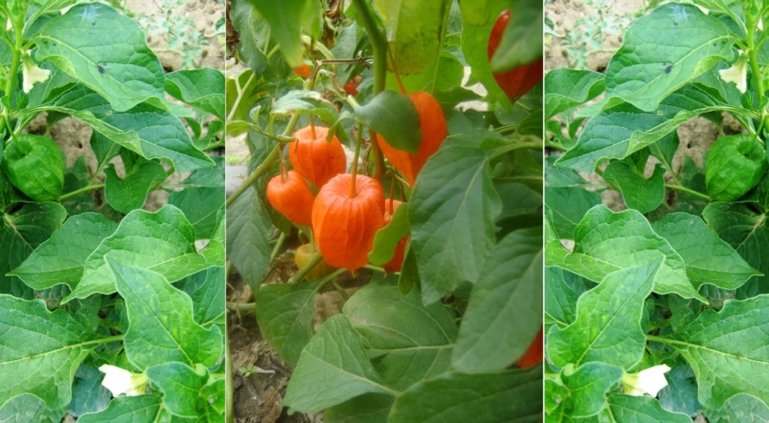 физалис декоративный выращивание и уход