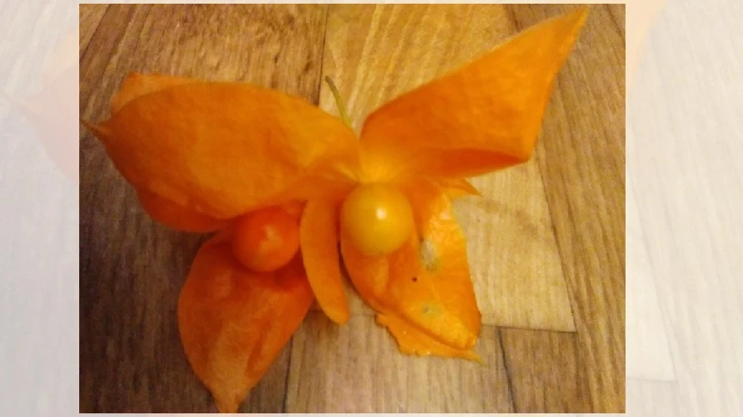 физалис декоративный фонарики