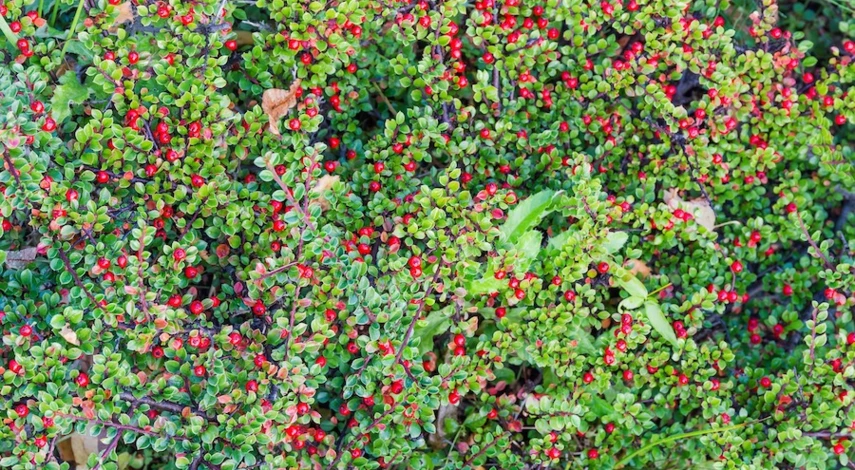 Кизильник блестящий живая изгородь