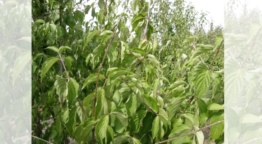 кустарник кизил