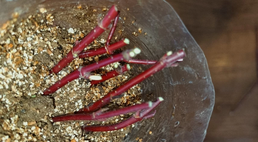 кизил размножение