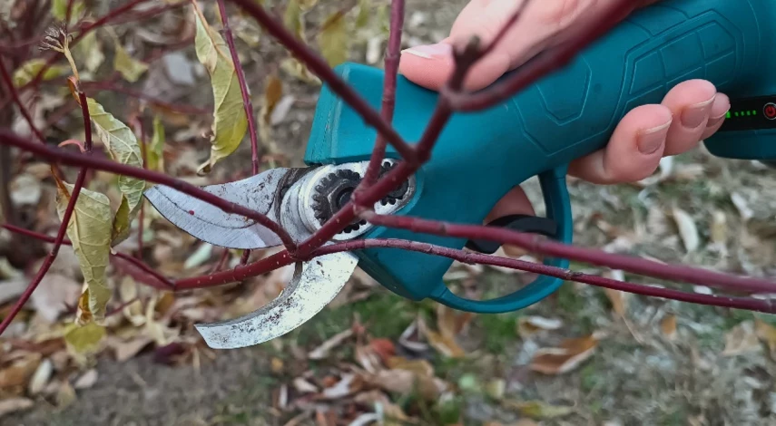 кизил обрезка