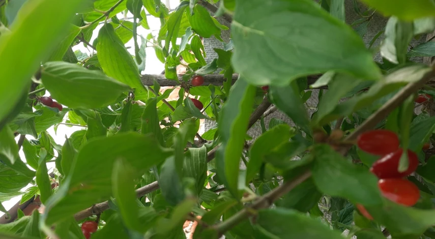 как выглядит кизил