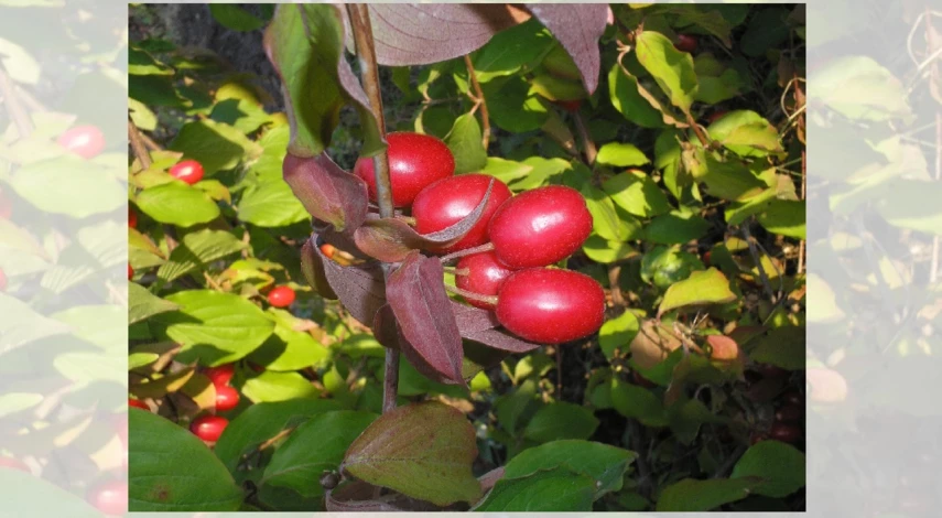 сорта кизила