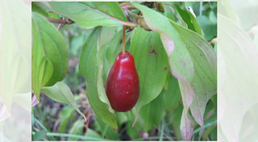 кизил описание сорта