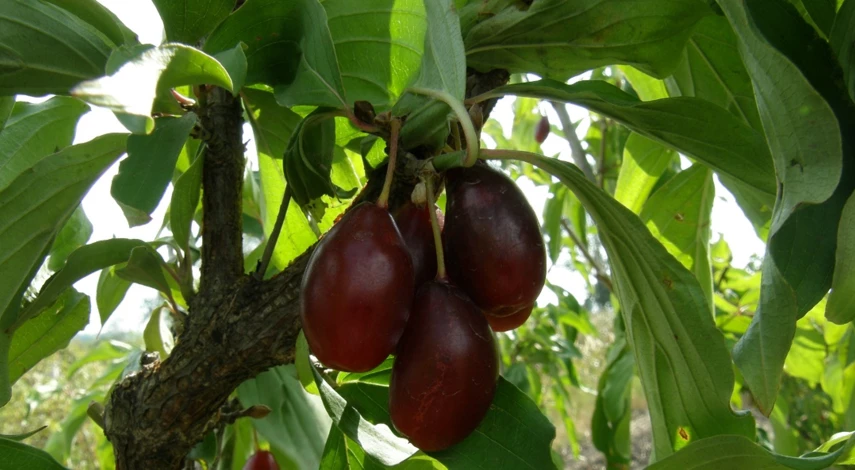 кизил фото сорта