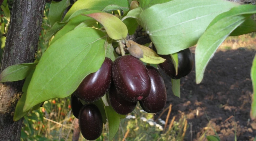 сорта кизила описание фото