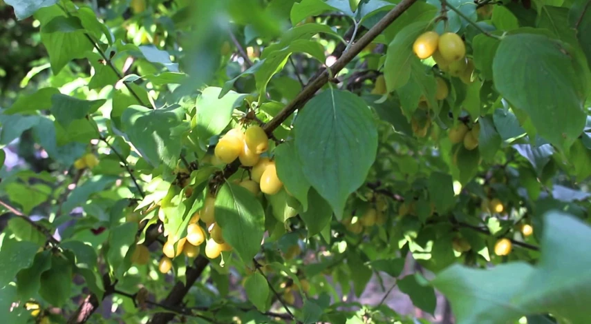 кизил сорта отзывы