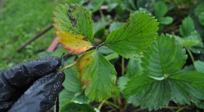 обрезка клубники после плодоношения в июле