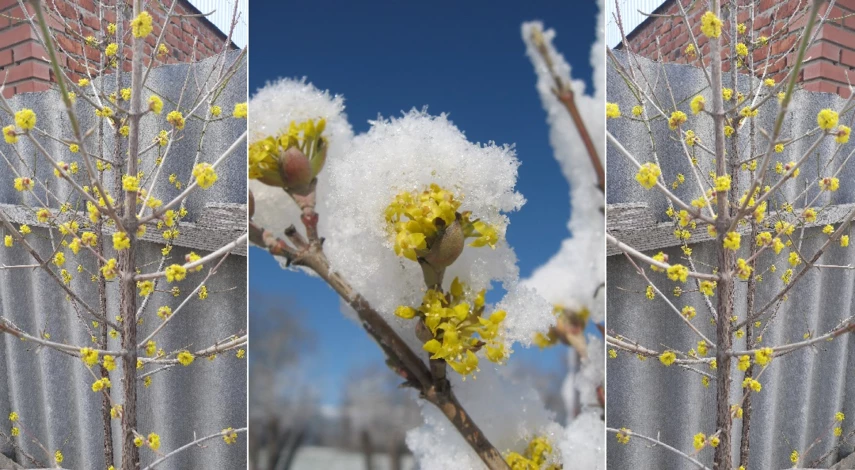 как растет кизил