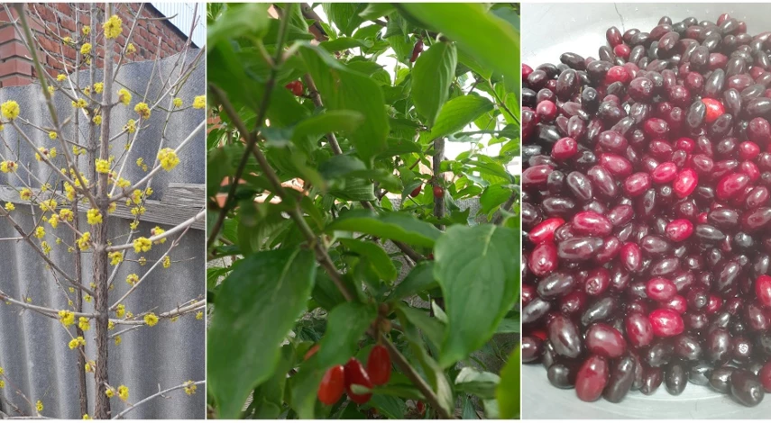 кизил садовый