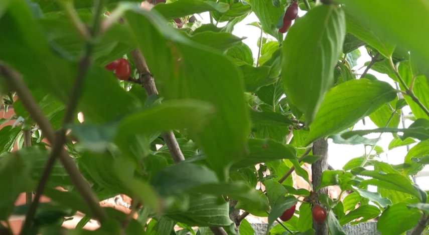 кизил грунт