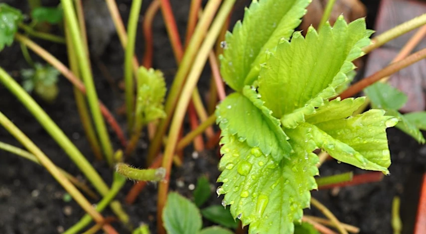 обрезка клубники после плодоношения и подкормка