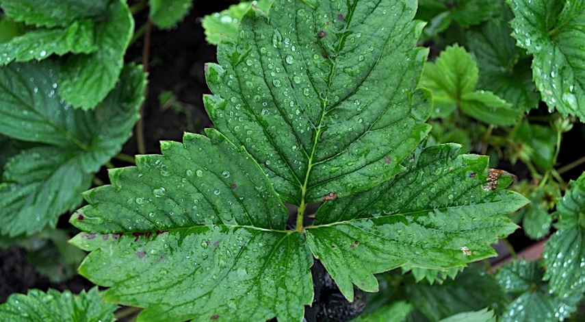 обрезка листьев клубники после плодоношения