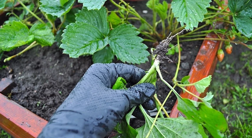 обрезка и обработка клубники после плодоношения