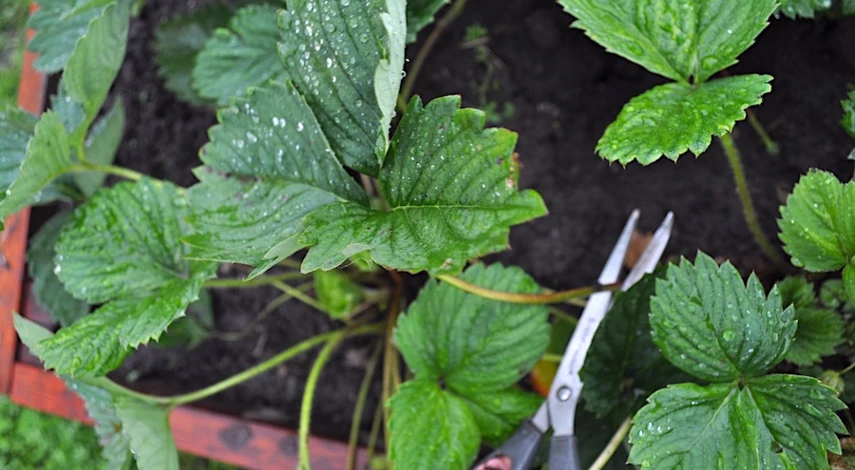 обрезка кустов клубники после плодоношения