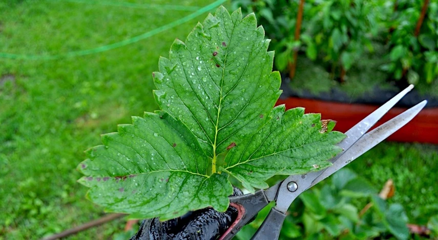 нужна ли обрезка клубники после плодоношения