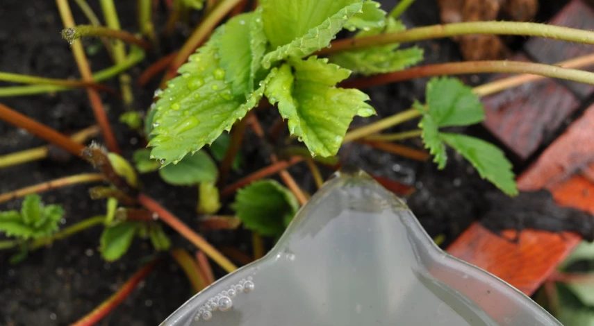 когда обрезать клубнику после плодоношения