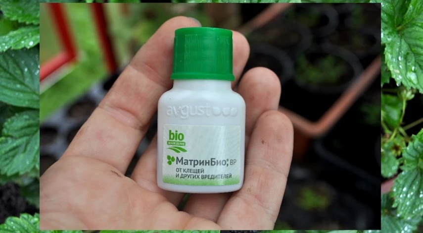 обрезать ли клубнику после плодоношения