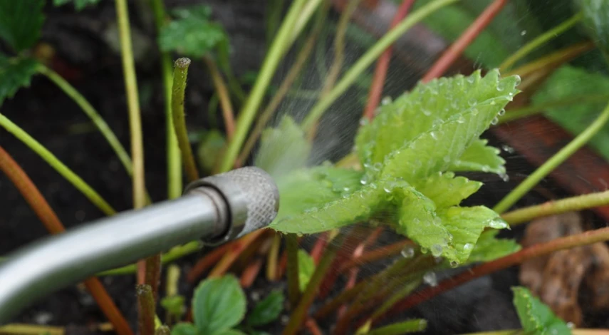 когда обрезать клубнику после плодоношения в открытом