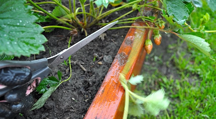 когда обрезать клубнику после плодоношения в подмосковье