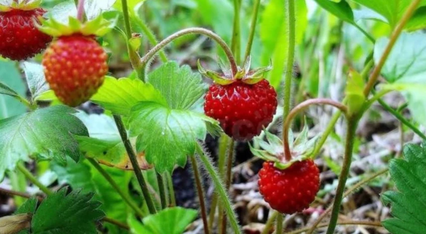 нужно ли обрезать клубнику после плодоношения