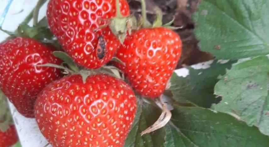 надо ли обрезать клубнику после плодоношения