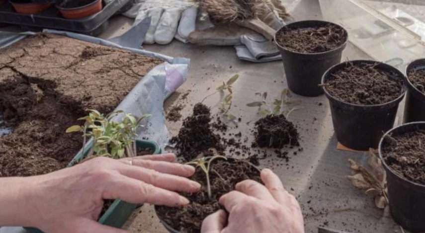 лунный календарь садовода