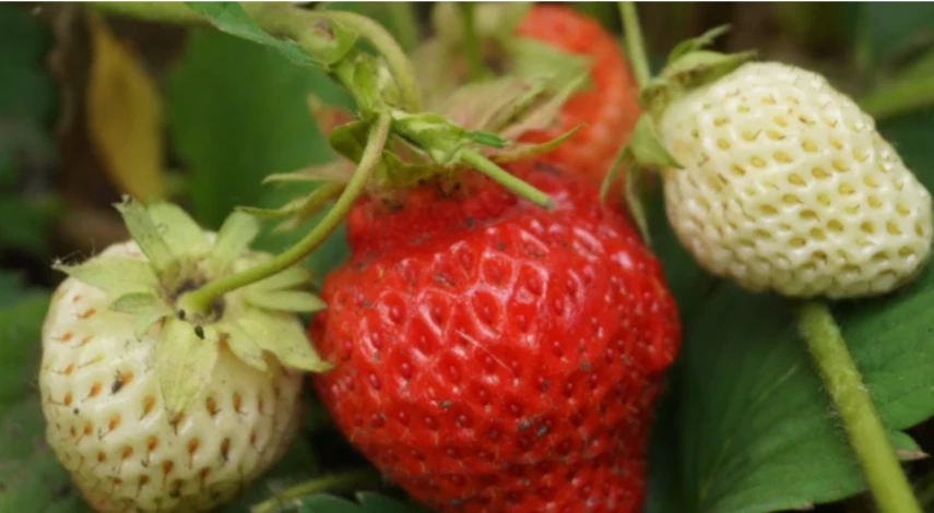 пересадка клубники август