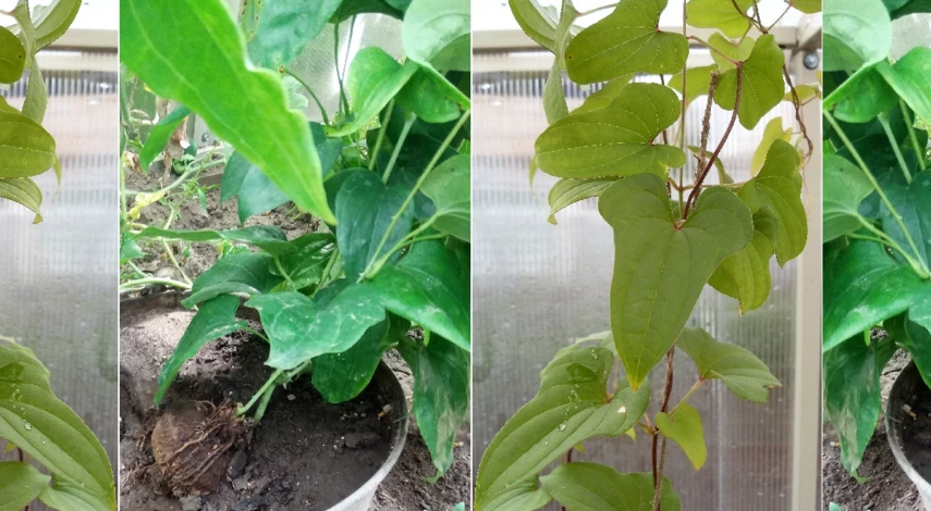 ямс выращивание