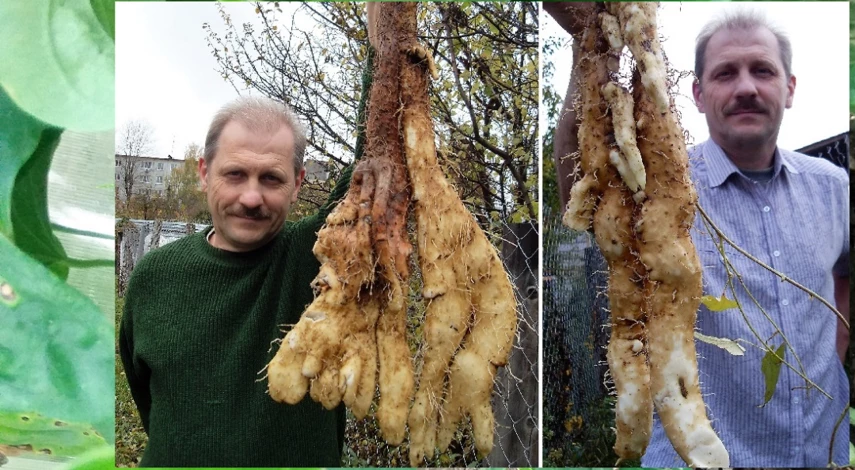 как выглядит ямс