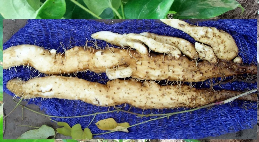 как готовить ямс