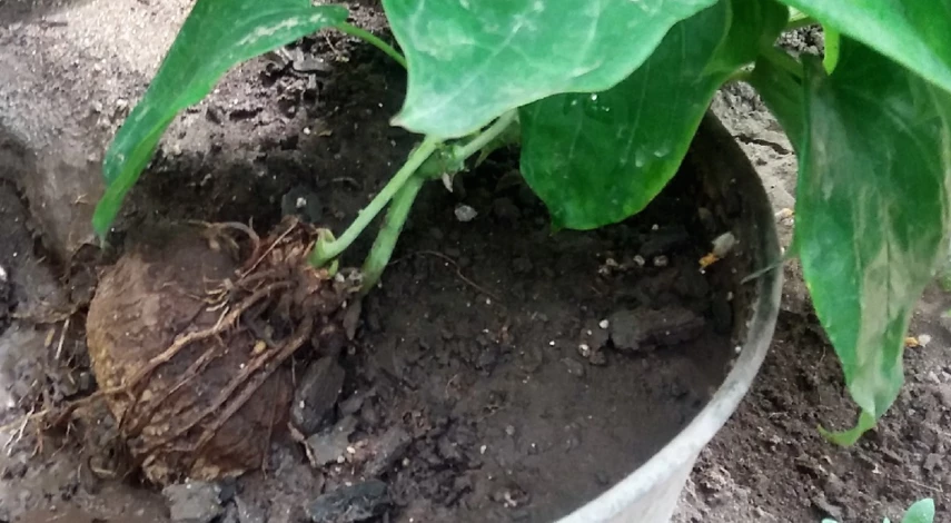 ямс на что похож