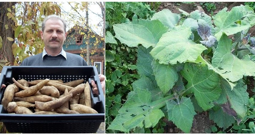 якон растение