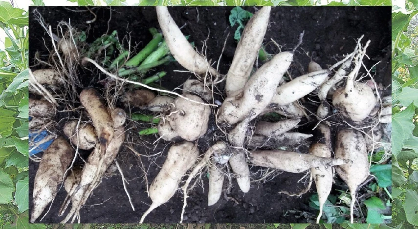 корень якона