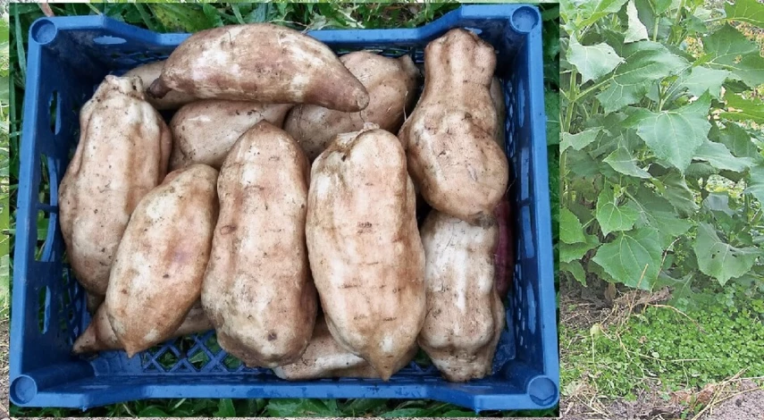 что за растение якон