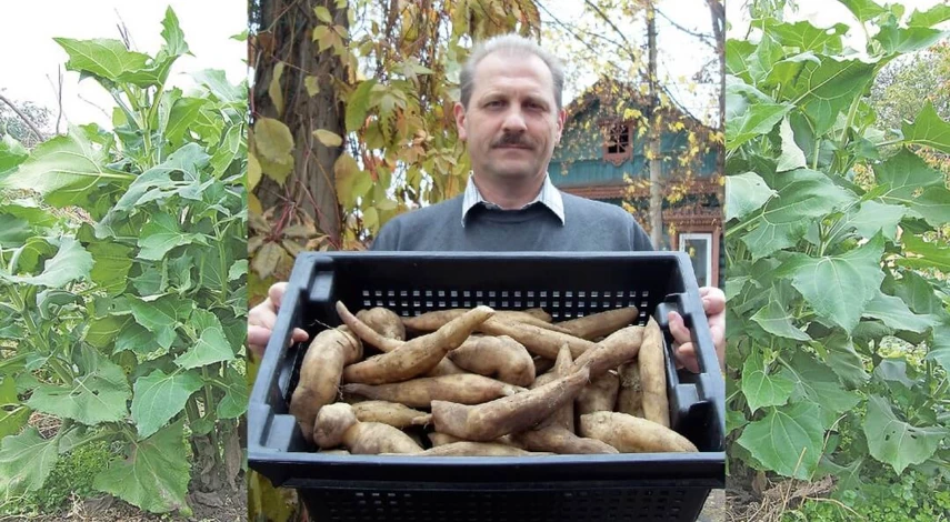 клубни якона