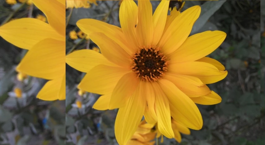 топинамбур рецепты