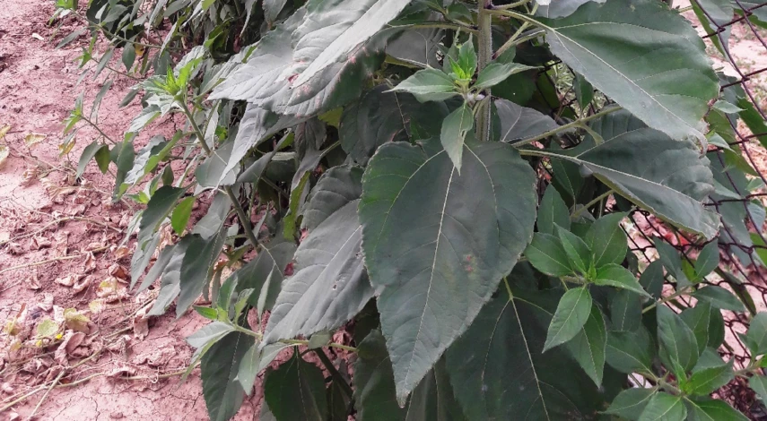 топинамбур растение