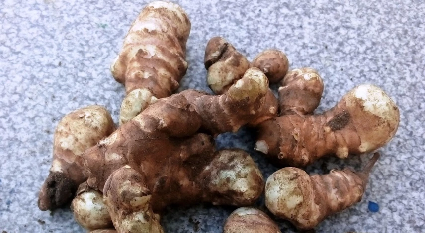 как выглядит топинамбур