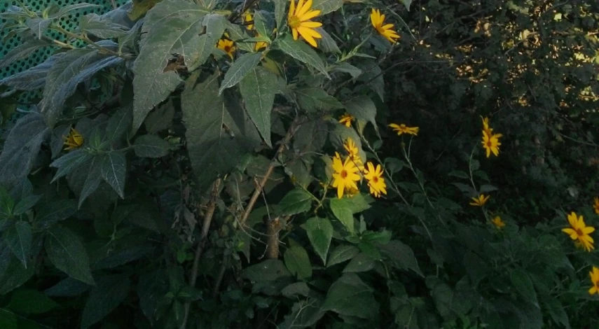 чем полезен топинамбур