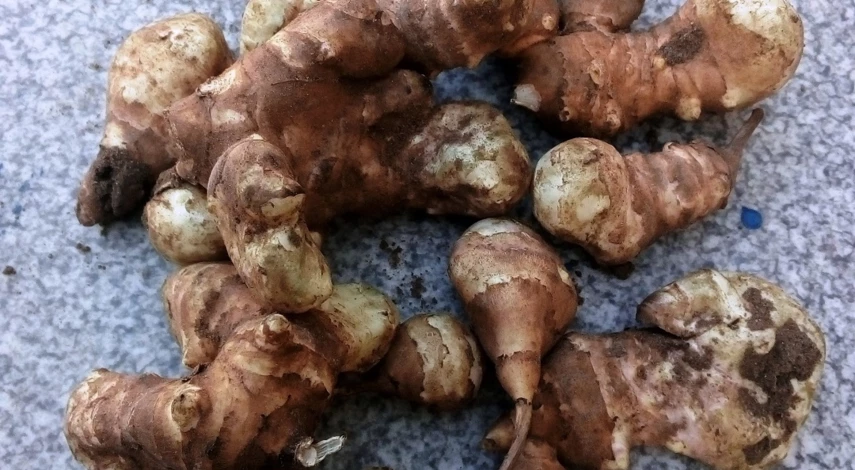 топинамбур земляная груша