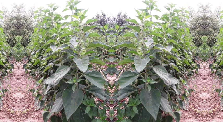 топинамбур посадка