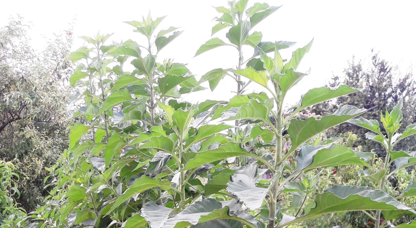 когда выкапывать топинамбур