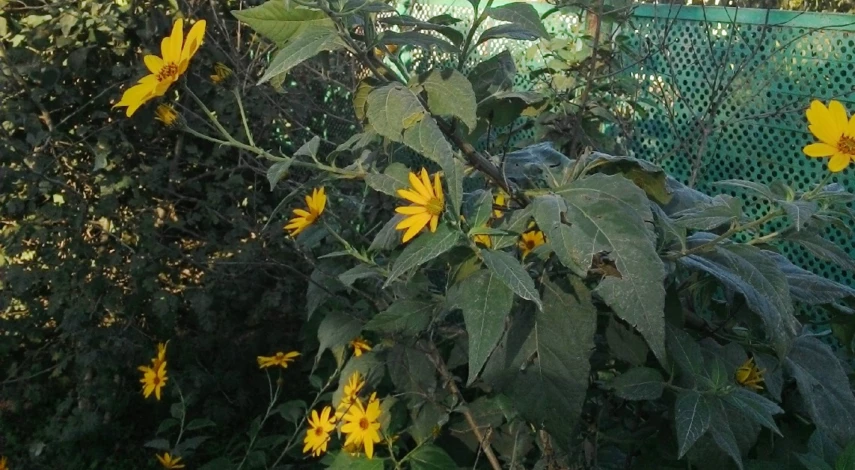 топинамбур как вырастить