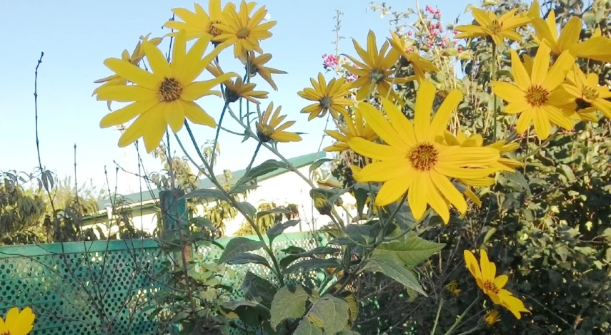 цветущий топинамбур