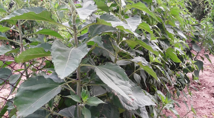 топинамбур что это за овощ