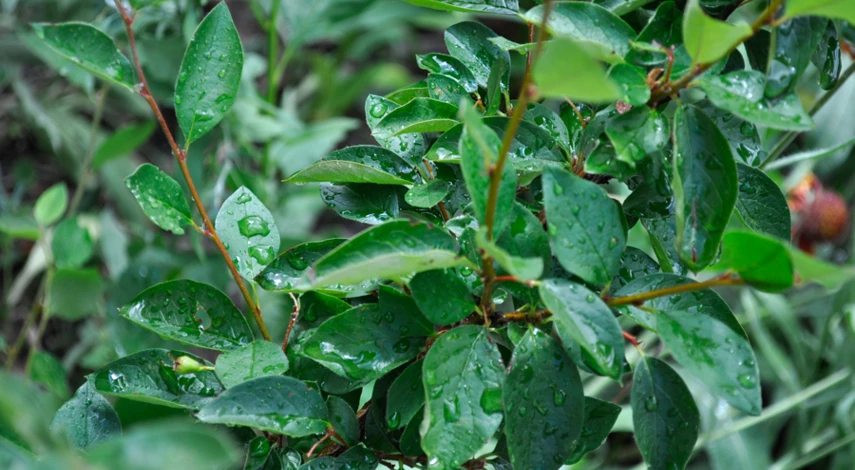 размножение кизильника