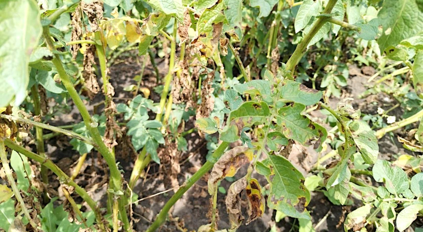 опрыскать помидоры от фитофторы народные средства