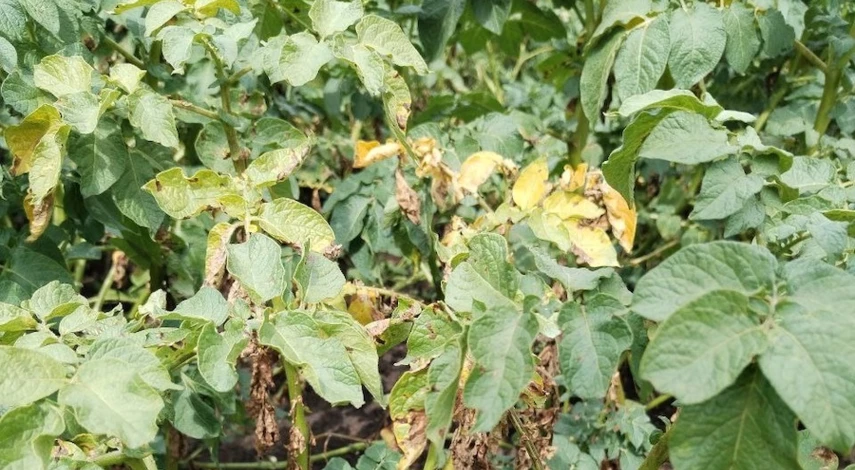 чем побрызгать помидоры от фитофторы народными средствами